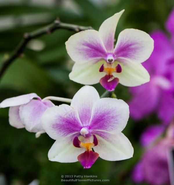 A Few Moth Orchids :: Beautiful Flower Pictures Blog