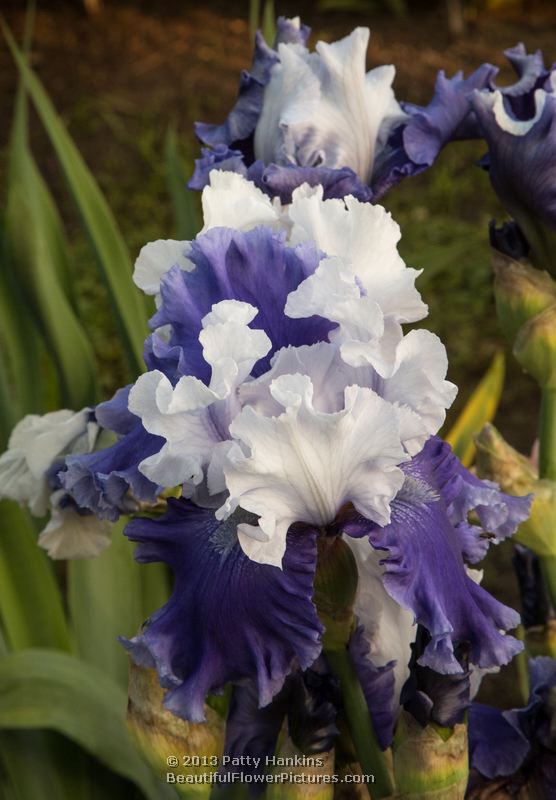 Purple and White Bearded Irises