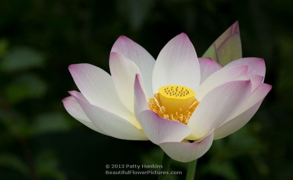Lotus Blossoms 2013  – Part 1