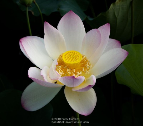 Lotus Blossoms 2013 – Part 2