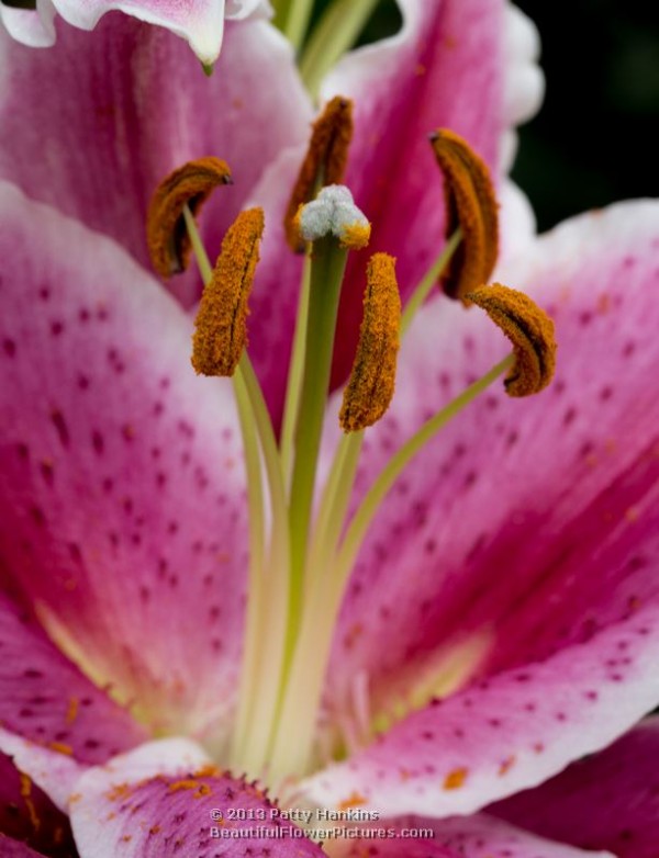 Lovely Lilies :: Beautiful Flower Pictures Blog