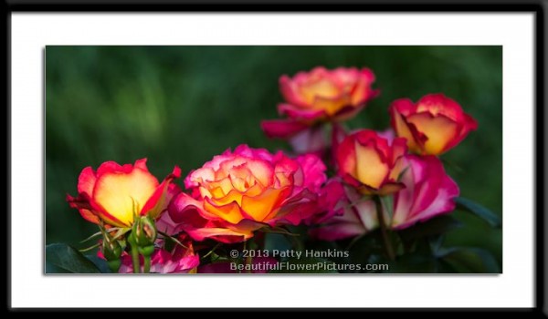Rainbow Sorbet Roses