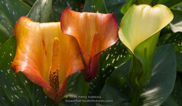 Colorful Calla Lilies