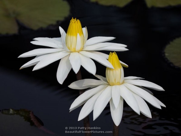 Egyptian Water Lily © 2013 Patty Hankins