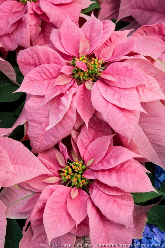 Bright Pink Poinsettias :: Beautiful Flower Pictures Blog