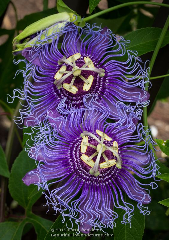 A Few Passion Flowers