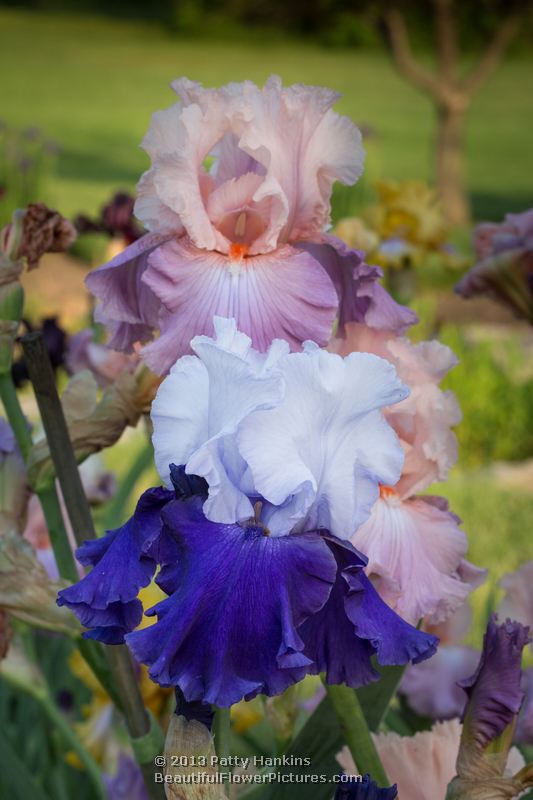 Over Alaska and Bon Appetit Bearded Irises © 2013 Patty Hankins