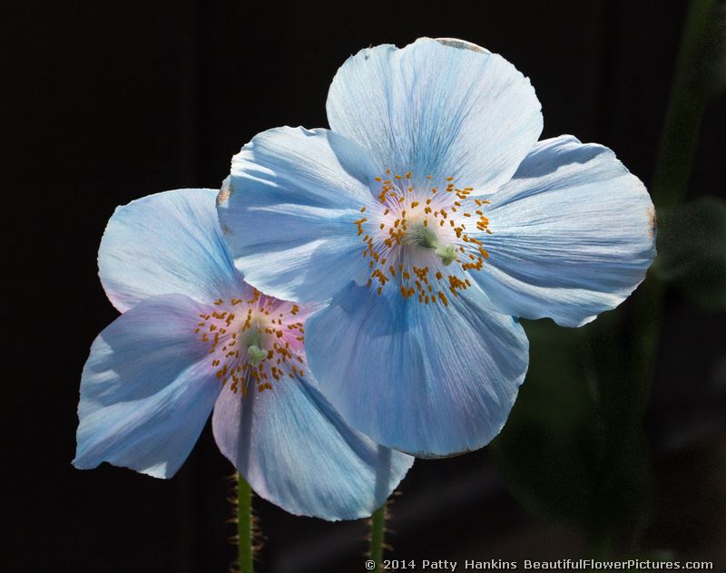 blue poppy | Beautiful Flower Pictures Blog
