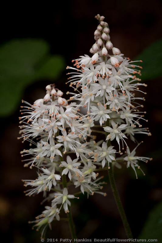 Foamflowers –  tiarella cordifolia