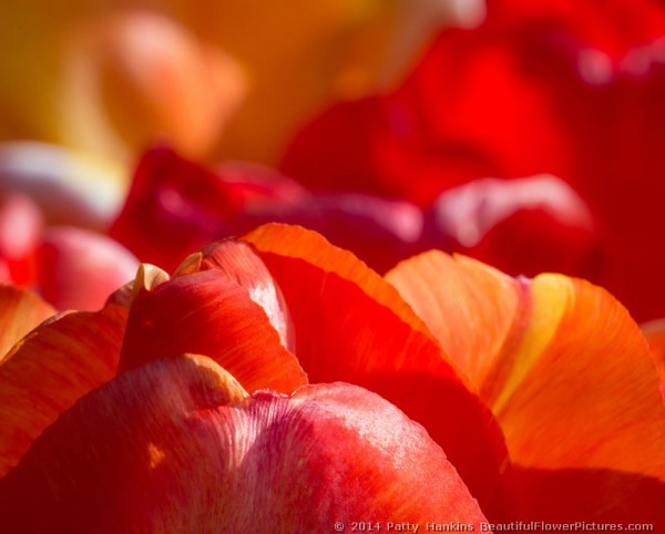 Orange Tulips © 2014 Patty Hankins