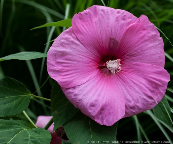 Pink Hibiscus © 2014 Patty Hankins