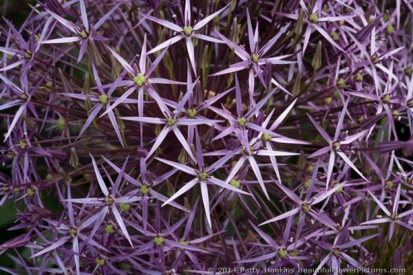 Garlic Chives & Star of Persia – two alliums