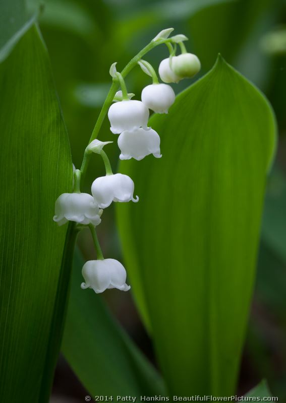 Lily of the Valley – convallaria majalis