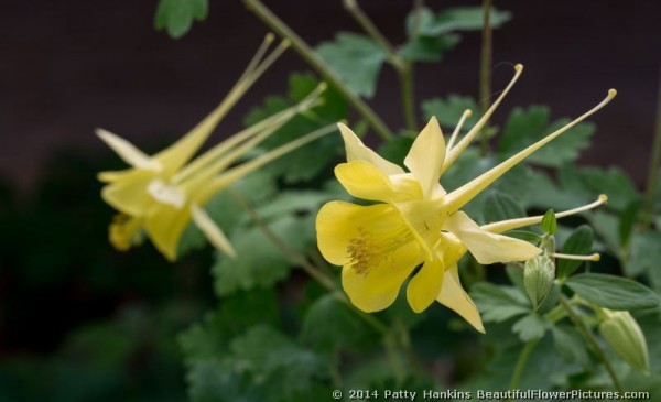Yellow Columbine – Aquilegia Chrysantha  var. Hinkleyana