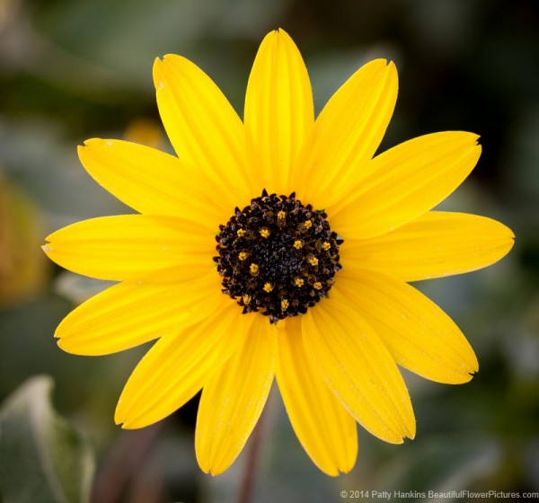 Southeastern Sunflower - Helianthus agrestis