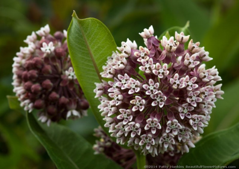 Common Milkweed and Butterfly Weed