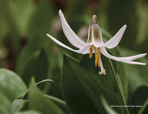 White Trout Lily – Erythronium albidum