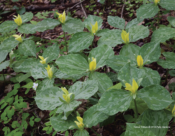 Yellow Trillium – trillium luteum