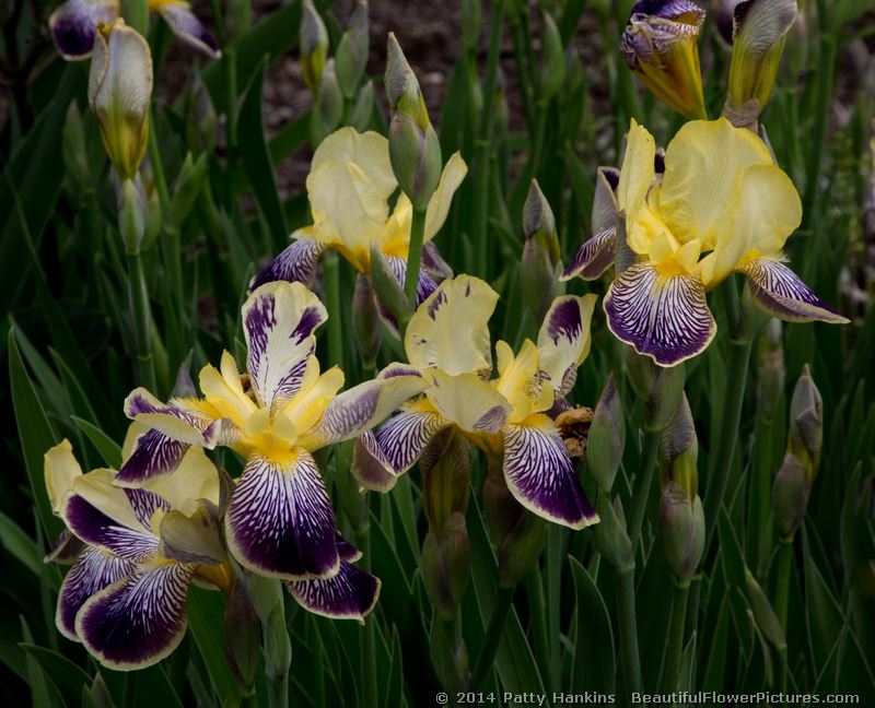 Iris Germainca | Beautiful Flower Pictures Blog
