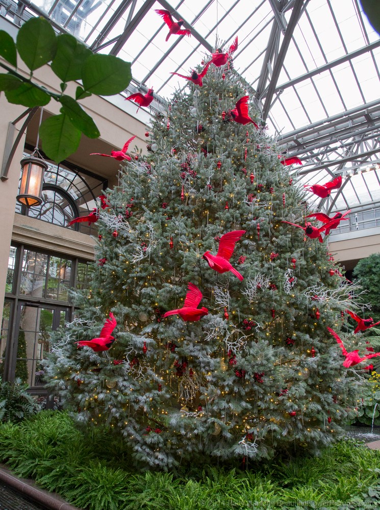 Cardinal Tree in the Conservatory © 2014 Patty Hankins
