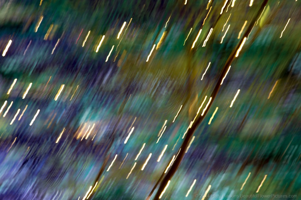 Peacock Feathers in Motion - Christmas in the Music Room at Longwood Gardens © 2014 Patty Hankins