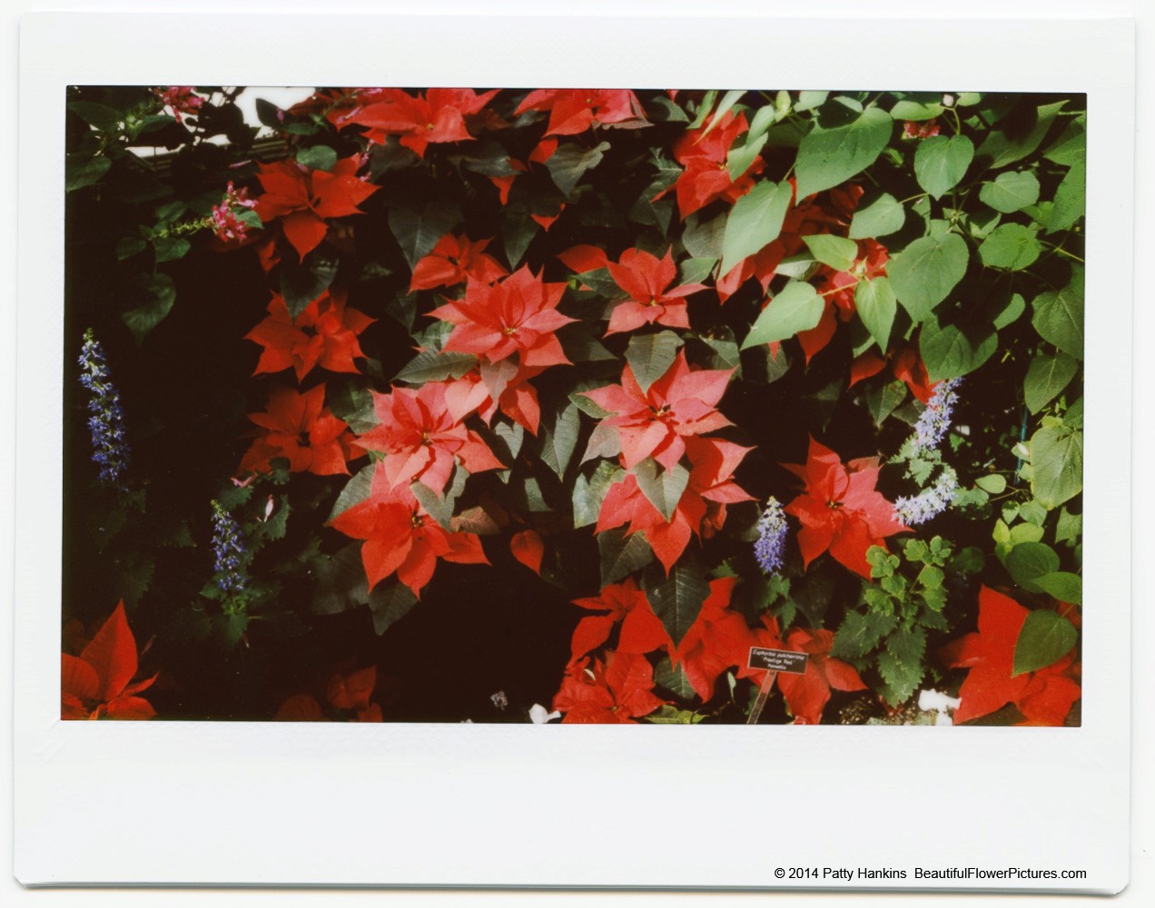 Red Poinsettia © 2014 Patty Hankins