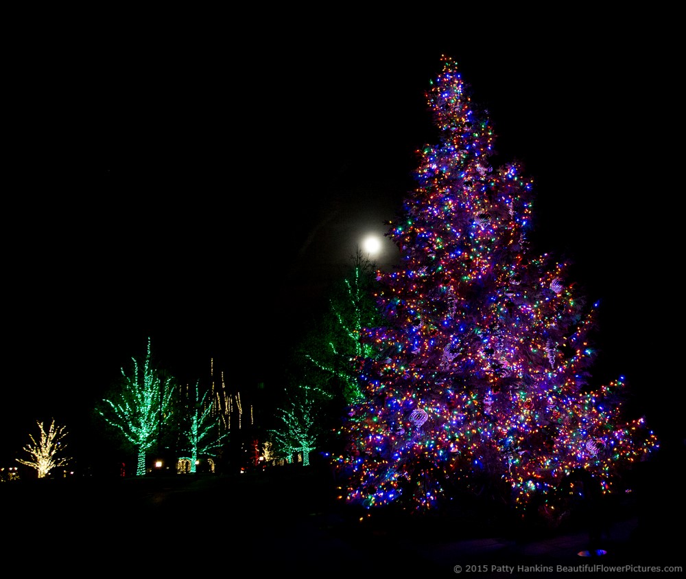 Longwood's Christmas Display at Night © 2015 Patty Hankins