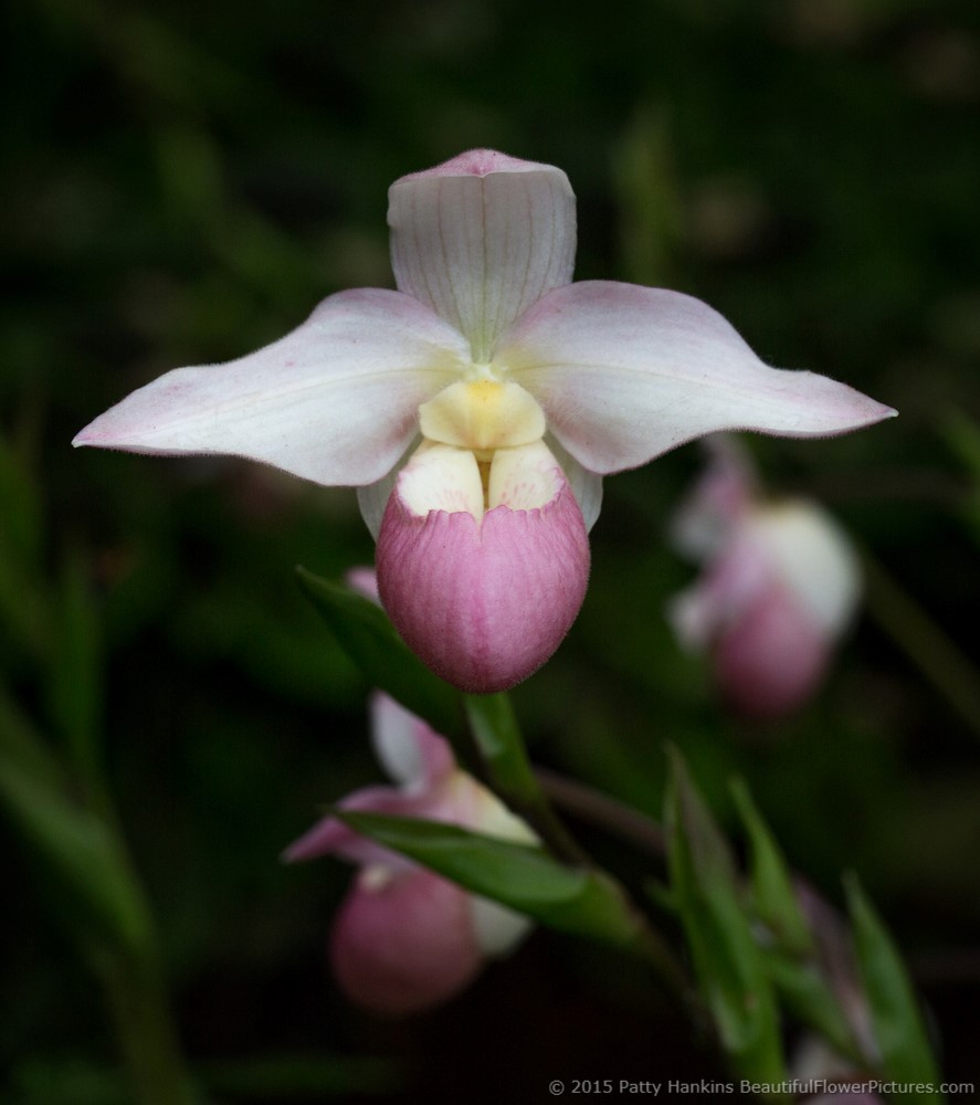 More Paphiopedilum Orchids