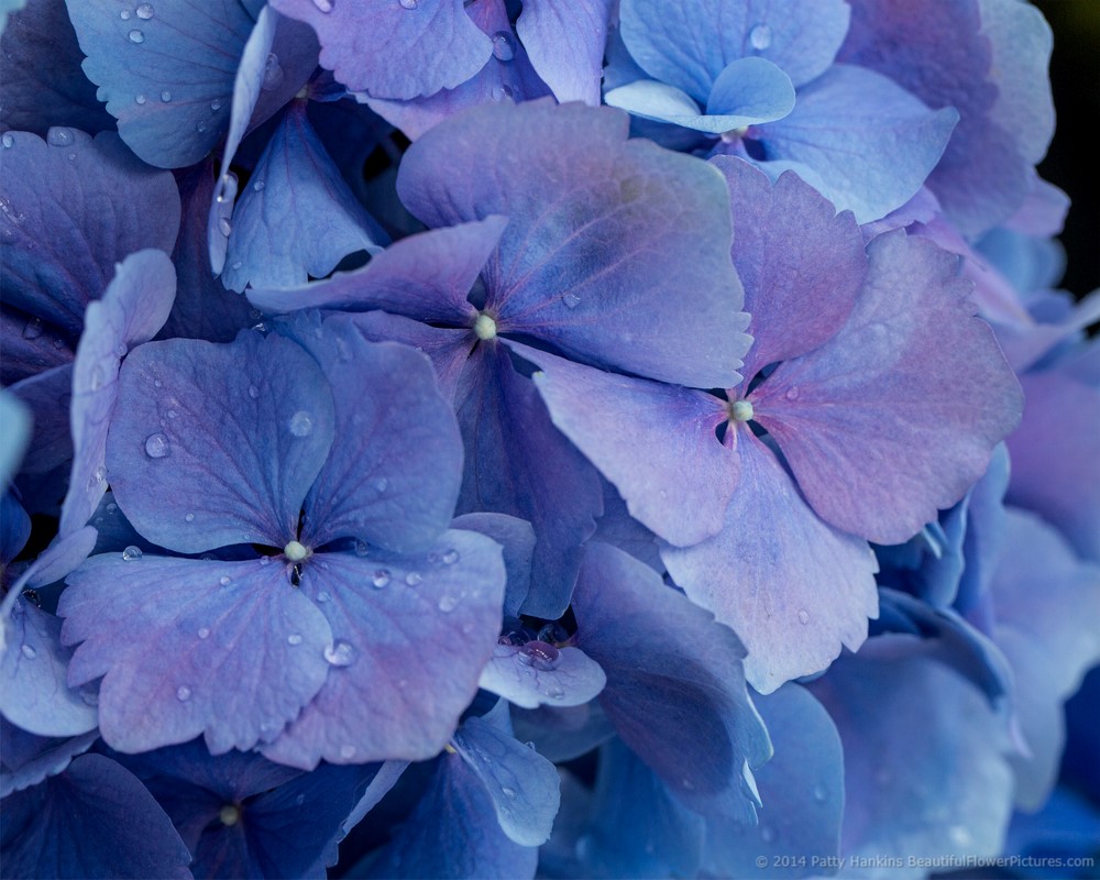 New Photo: Blue Bigleaf Hydrangea Blossoms