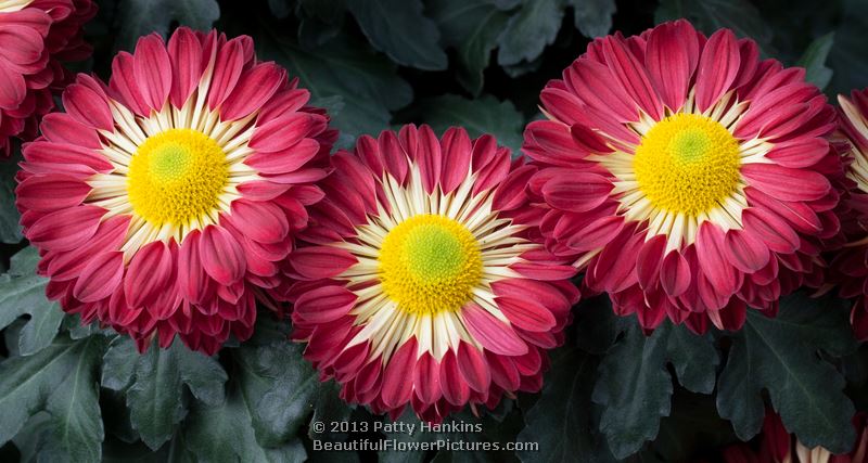 Redwing Spoon Chrysanthemums © 2013 Patty Hankins