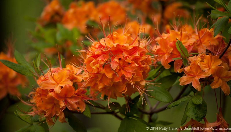 Flame Azaleas – Rhododendron calendulaceum