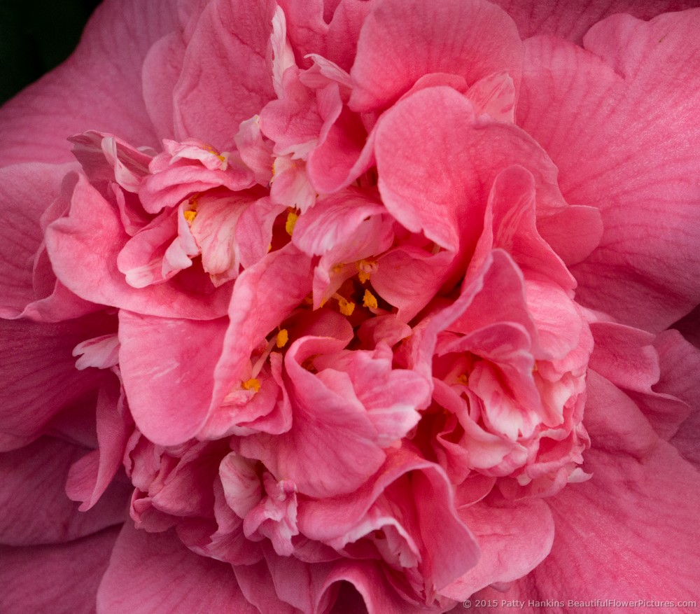 Japanese Camellias – camellia japonica