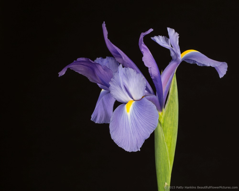 In the Studio: Siberian Irises