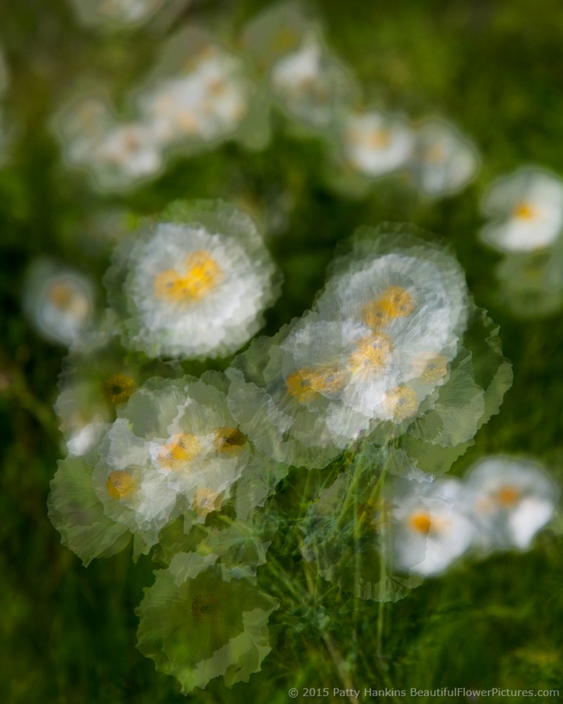 New Photo: Prickly Poppies in the Wind