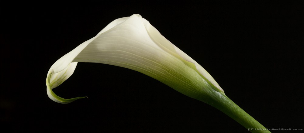 New Photo: Crystal White Calla Lily