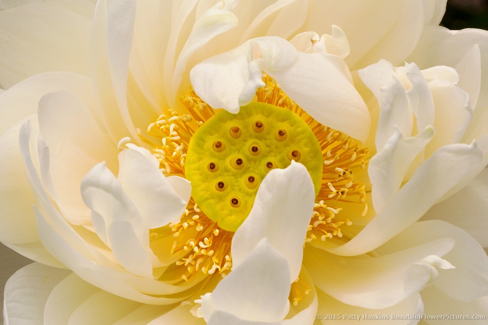 New Photo: White Lotus