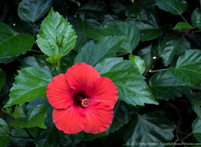 Some Wonderful Hibiscus Blossoms