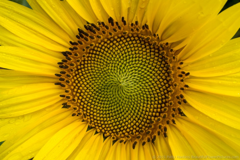 Sunflowers at McKee Beshers Wildlife Management Area – 2015 ...