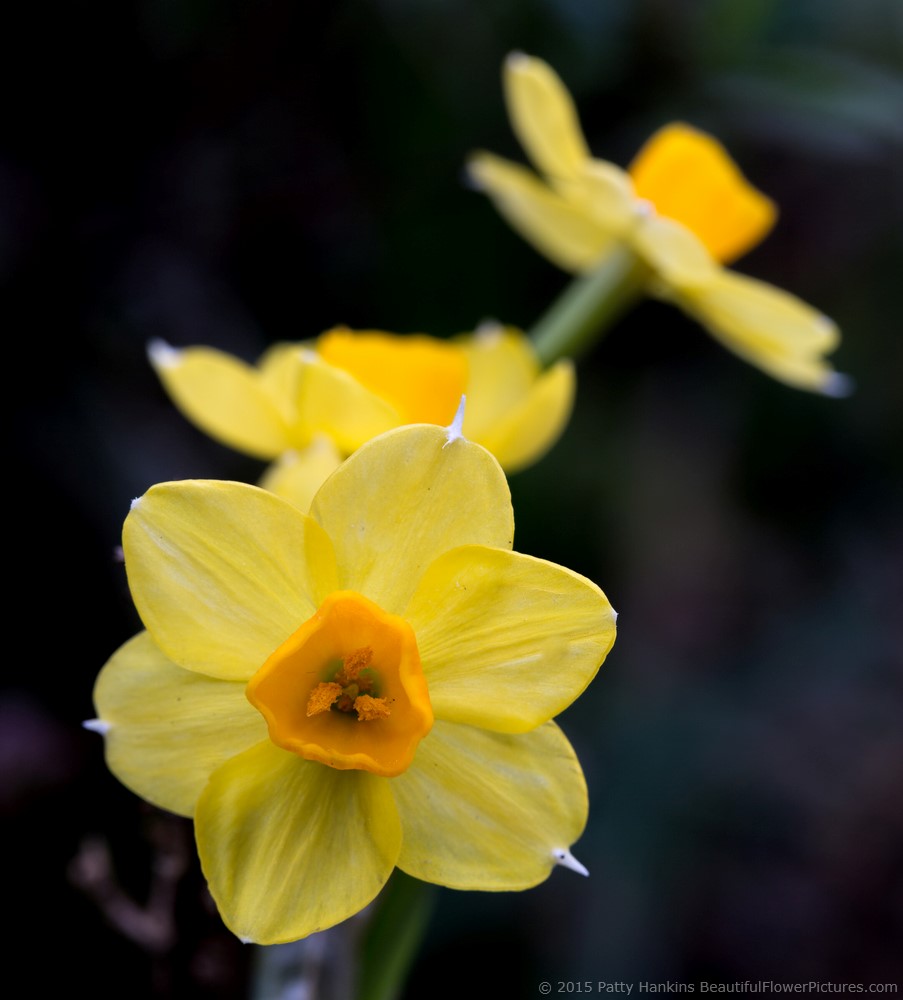 A Few Spring Daffodils