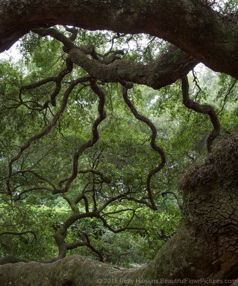 Angel Oak, Charleston, SC © 2015 Patty Hankins