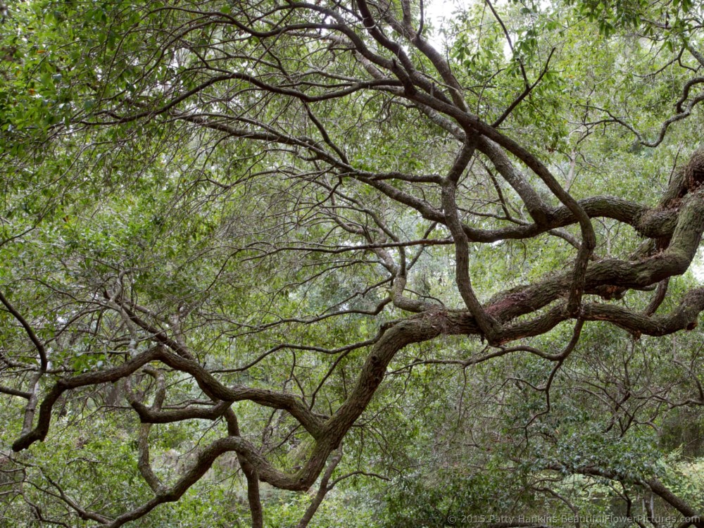Angel Oak Tree, Johns Island, SC © 2015 Patty Hankins