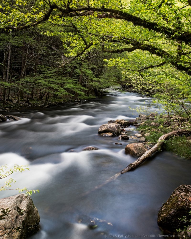 Middle Prong Little River, Great Smoky Mountains National Park © 2015 Patty Hankins
