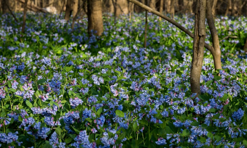 Bluebells and Spring Beauty at Bull Run