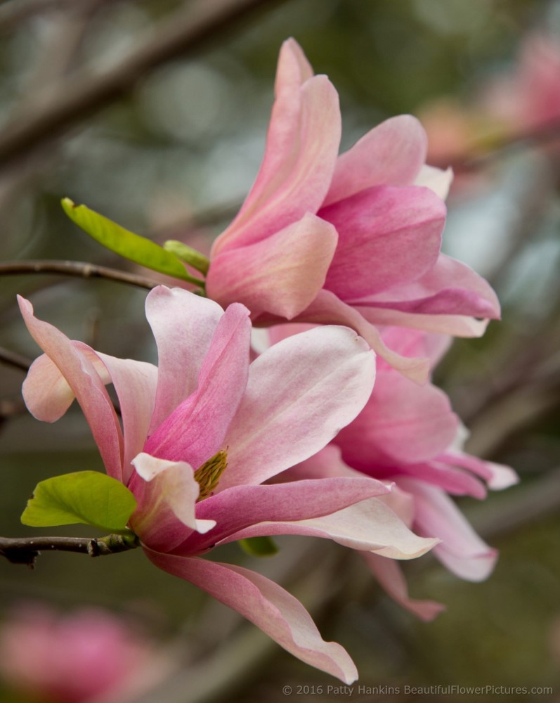 Magnificent Magnolias