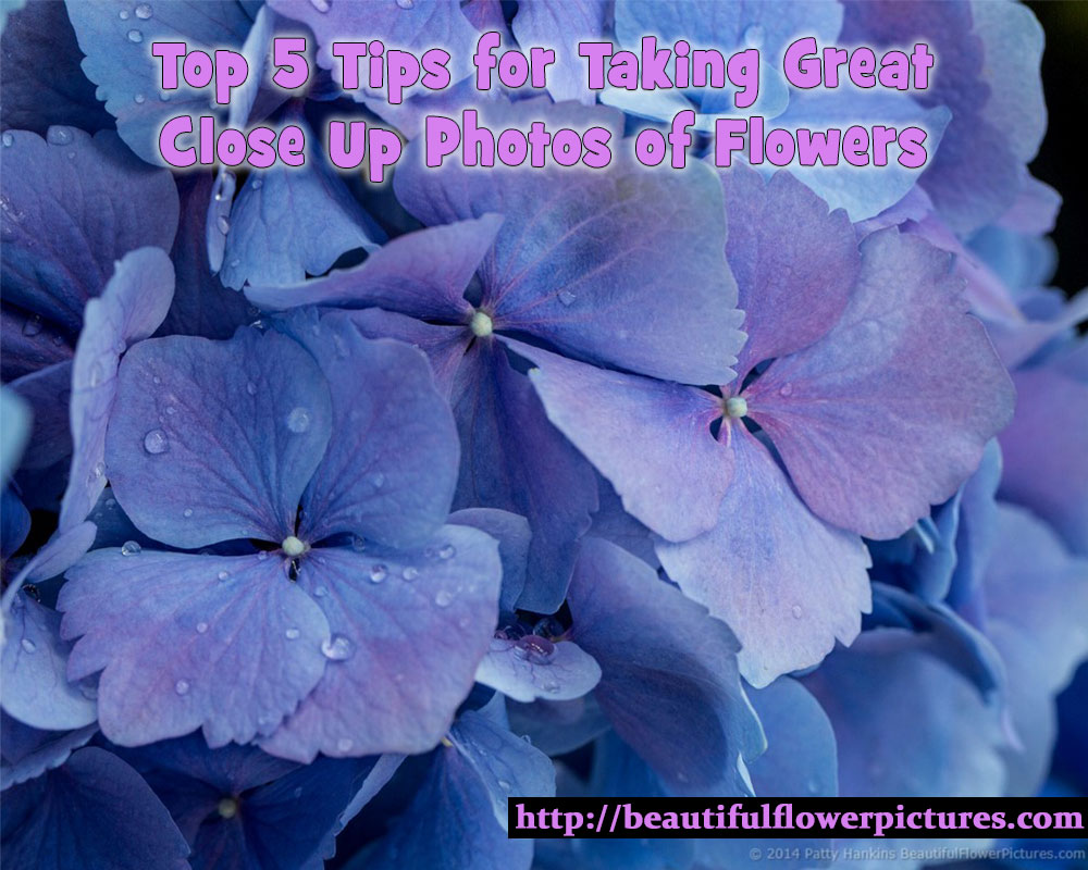 Top 5 Tips for Taking Great Close Up Photos of Flowers