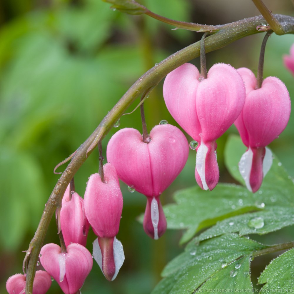 Hearts in the Garden | Beautiful Flower Pictures Blog