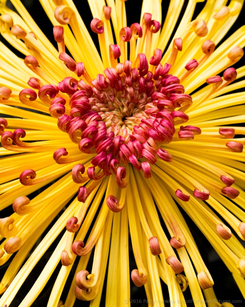Lava Chrysanthemum © 2016 Patty Hankins
