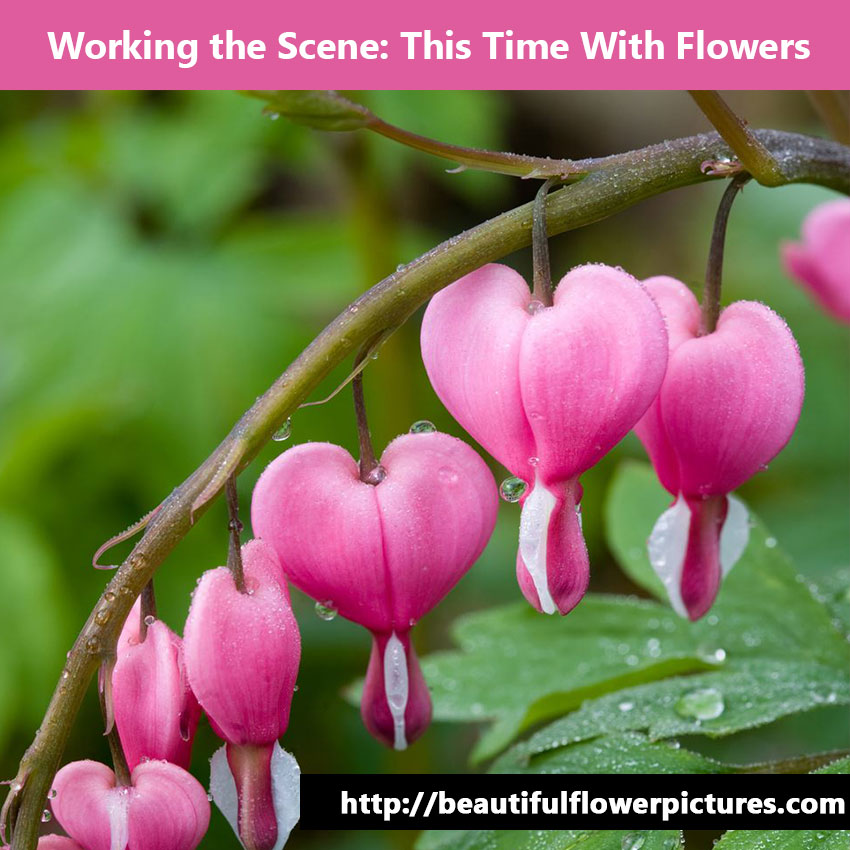 Working the Scene: This Time with Flowers