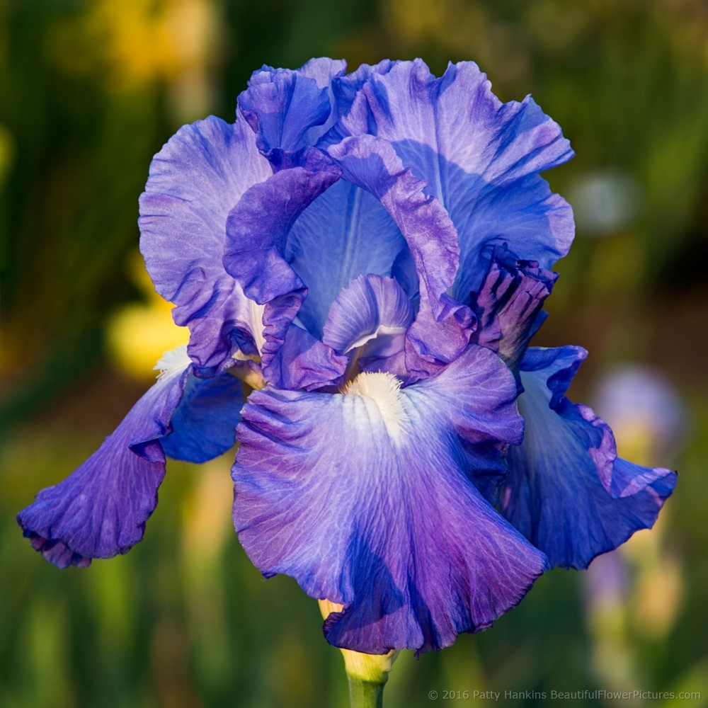 New Photo  Song of Norway Iris  Beautiful Flower 