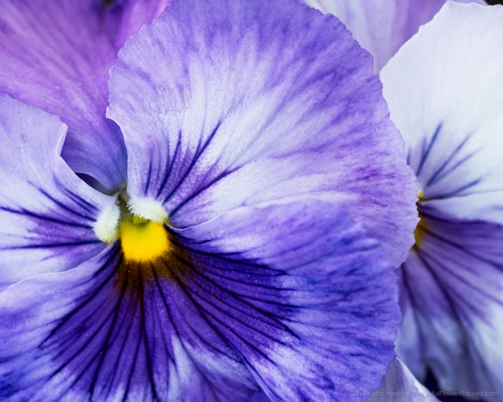 New Photo: Purple Pansies